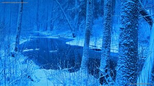 Łutownia River in the Białowieża Forest, Poland